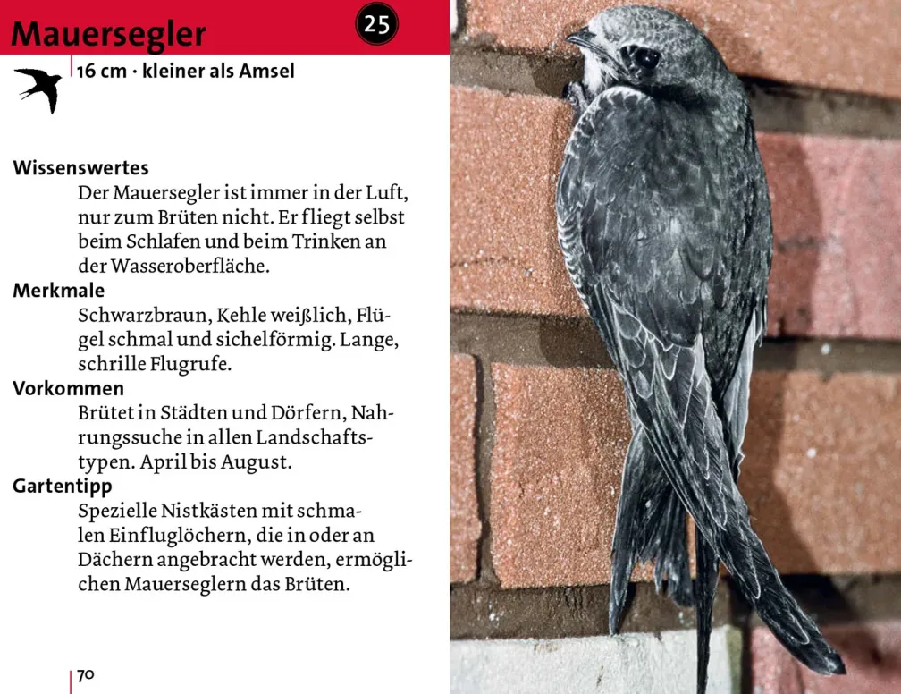 Alle Vögel sind schon da