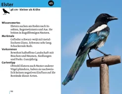 Alle Vögel sind schon da