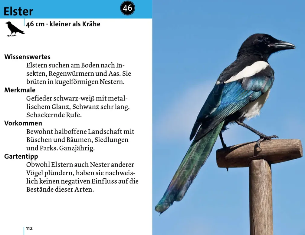 Alle Vögel sind schon da