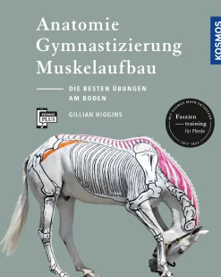 Anatomie, Gymnastizierung, Muskelaufbau