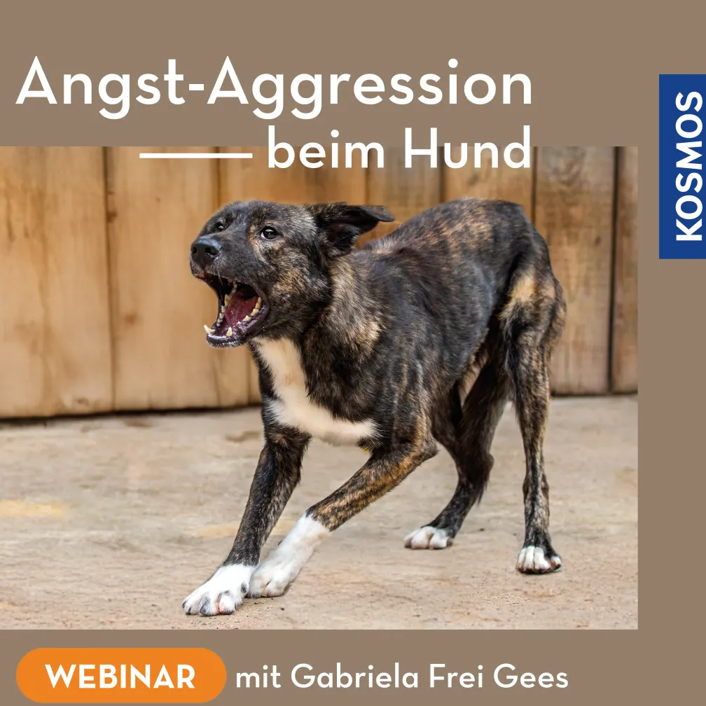 Angst-Aggression beim Hund
