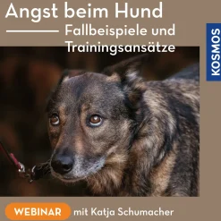 Angst beim Hund – Fallbeispiele und Trainingsansätze