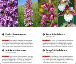 Basic Alpenblumen