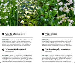 BASIC Blumen