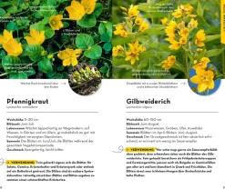 BASIC Früchte und Wildkräuter