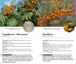 BASIC Früchte und Wildkräuter