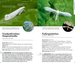 Basic Schmetterlinge