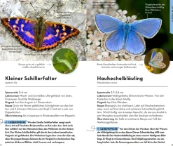 Basic Schmetterlinge