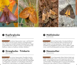 Basic Schmetterlinge