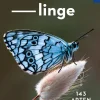 Basic Schmetterlinge