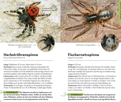Basic Spinnen