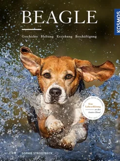 Beagle