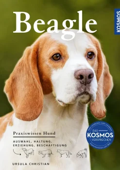 Beagle