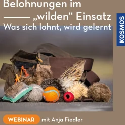 Belohnungen im „wilden“ Einsatz – was sich lohnt, wird gelernt