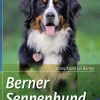 Berner Sennenhund