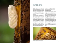 Bienenwachs und Wachskreislauf