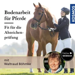 Bodenarbeit für Pferde – fit für die Abzeichenprüfung