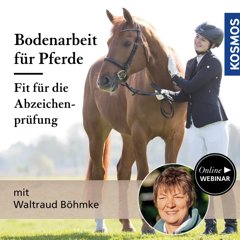 Bodenarbeit für Pferde – fit für die Abzeichenprüfung