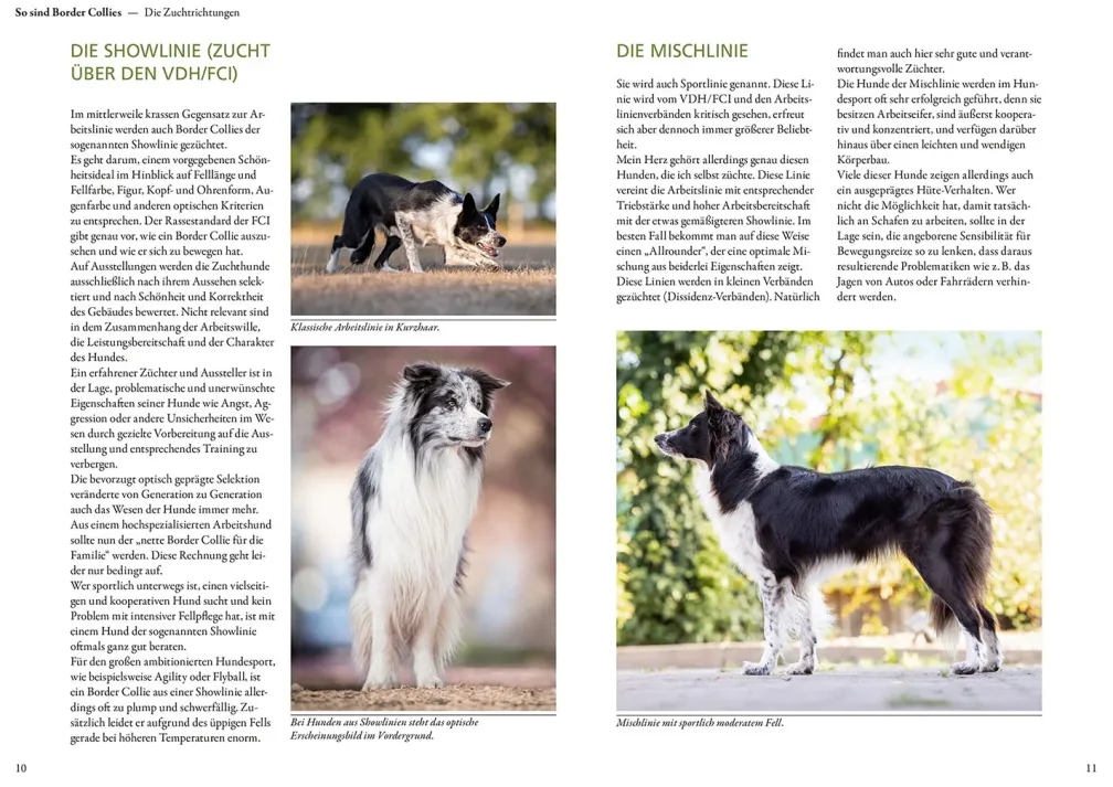 Border Collie