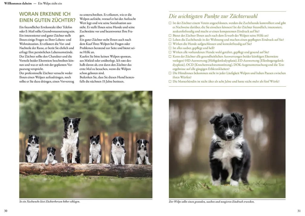 Border Collie