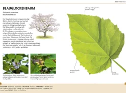 Bäume am Blatt erkennen - 78 Laub- und Nadelgehölze. Blätter in Originalgröße