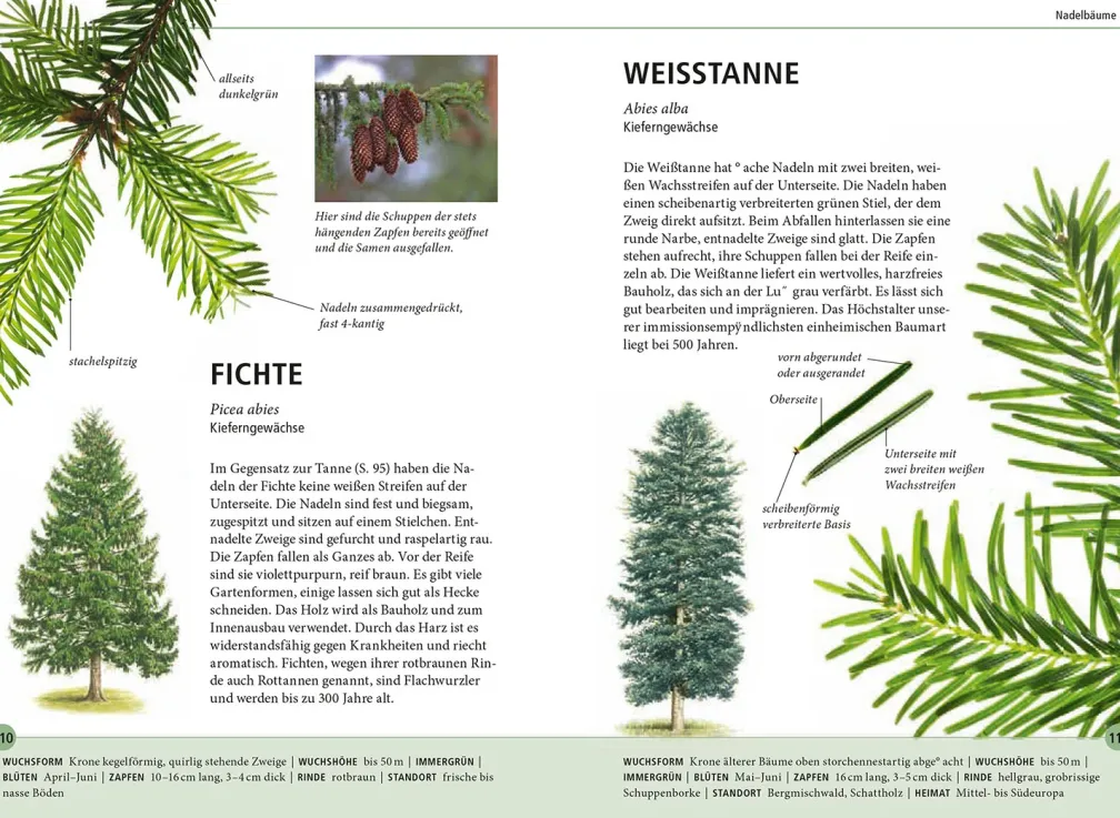 Bäume am Blatt erkennen - 78 Laub- und Nadelgehölze. Blätter in Originalgröße