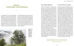 Bäume für die Seele