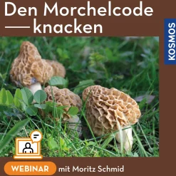 Den Morchelcode knacken – Morcheln systematisch suchen statt hoffen