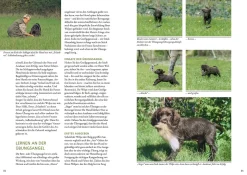 Der Jagdhundwelpe