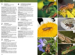 Der KOSMOS Insektenführer