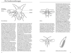 Der KOSMOS Insektenführer