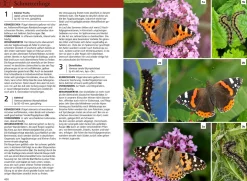 Der KOSMOS Insektenführer
