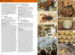Der KOSMOS Insektenführer