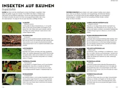 Die siehst du! Bäume
