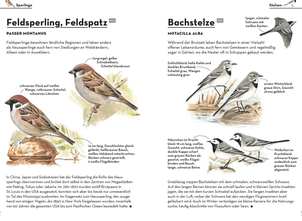 Einfach Gartenvögel