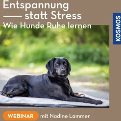 Entspannung statt Stress – Wie Hunde Ruhe lernen