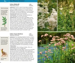 Essbare Wildkräuter und Wildbeeren für unterwegs