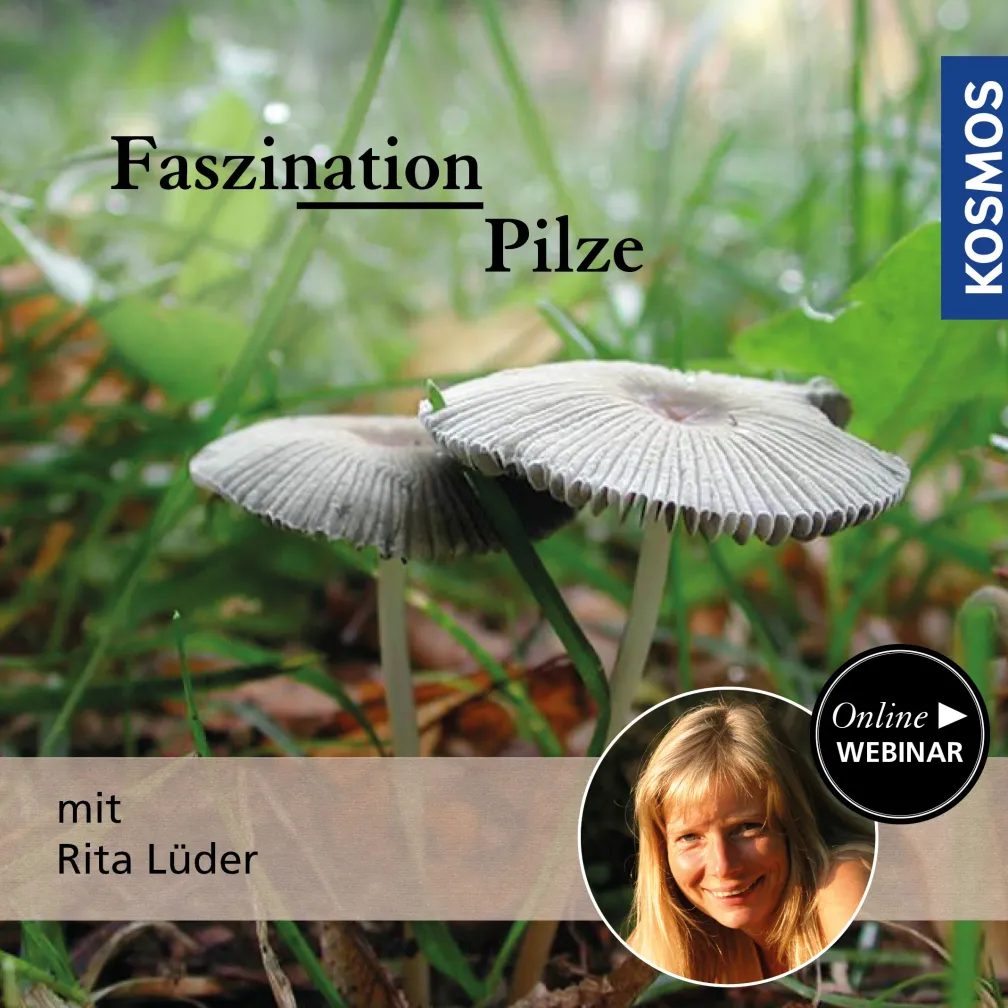 Faszination Pilze