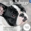 Französische Bulldogge