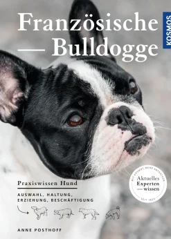 Französische Bulldogge