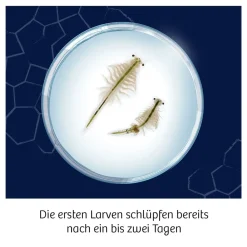 Fun Science Wuselnde Salzkrebse