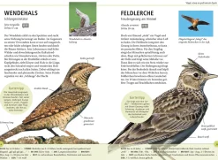 Gartenvögel lebensgroß