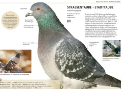 Gartenvögel lebensgroß