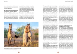 Gespräche mit deinem Pferd