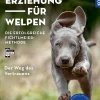Grunderziehung für Welpen