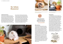 Hamster
