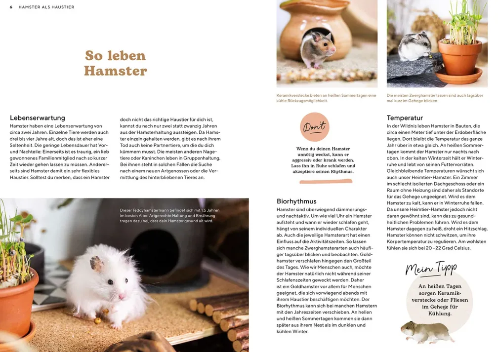 Hamster