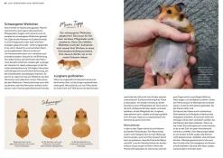 Hamster