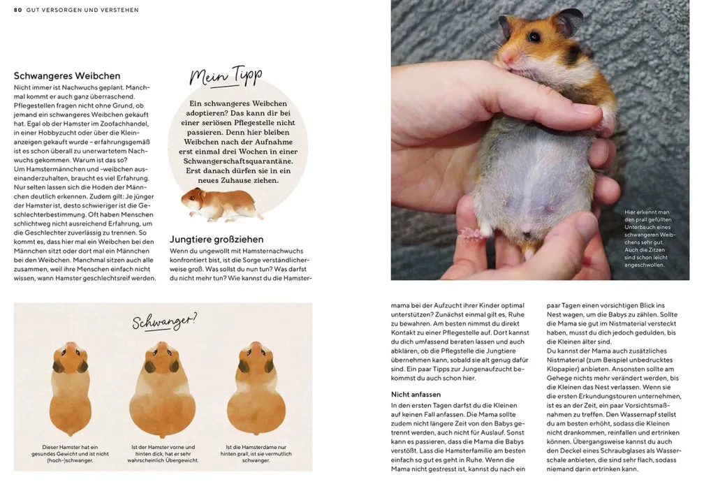 Hamster