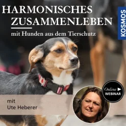 Harmonisches Zusammenleben mit Hunden aus dem Tierschutz